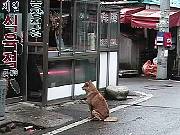 butcher dog 2.JPG